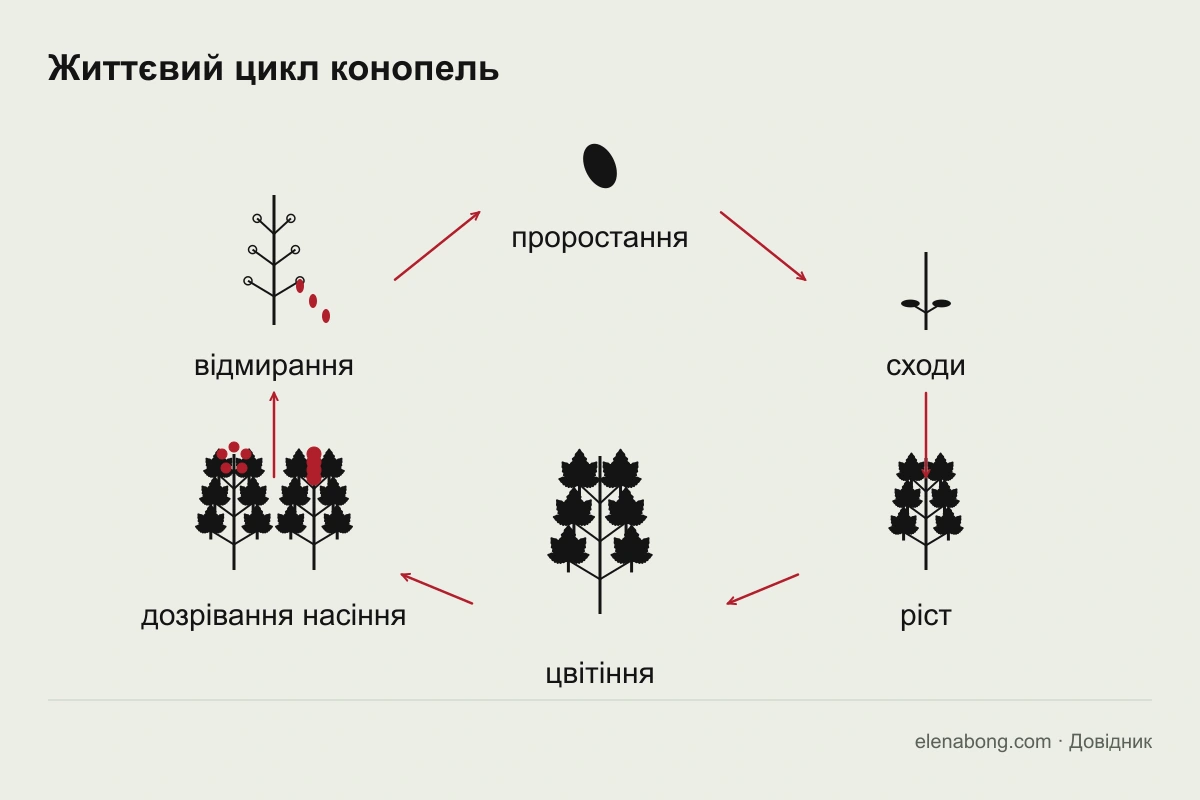 Схема життєвого циклу конопель: насінина, сходи, ріст, цвітіння, дозрівання насіння, відмирання