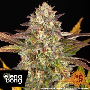 Amnesia Haze Auto