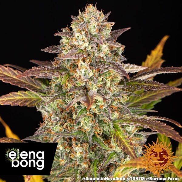Amnesia Haze Auto
