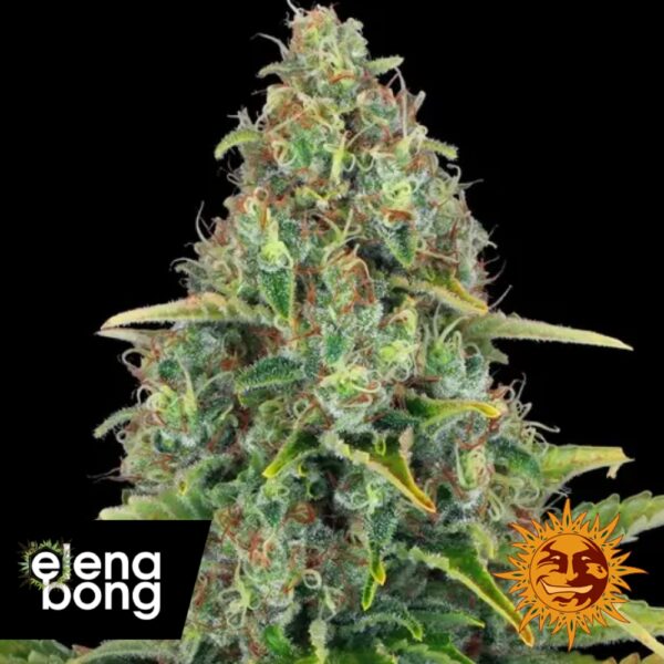 Blue Cheese Auto