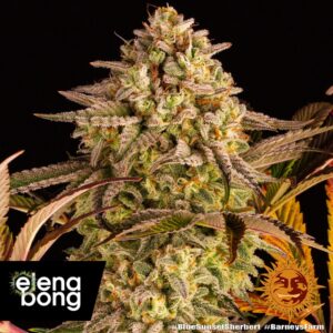 Blue Sunset Sherbert fem