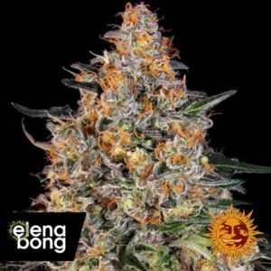 Bubba Kush fem