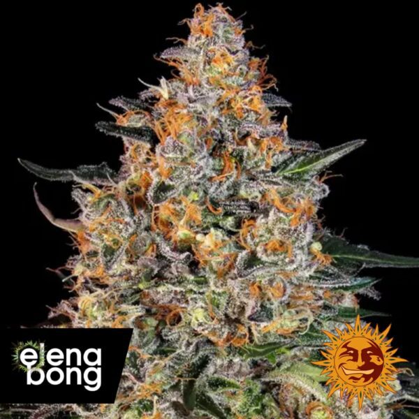 Bubba Kush fem