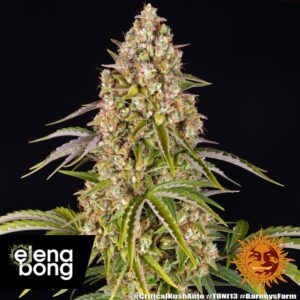 Critical Kush Auto