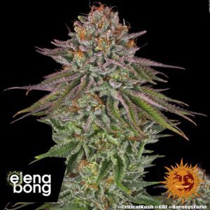 Critical Kush fem
