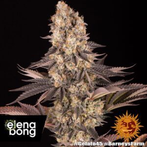 Gelato #45 fem