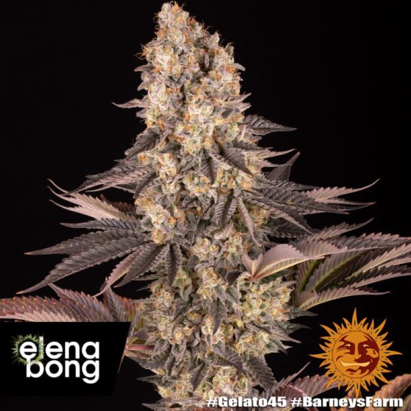 Gelato #45 fem
