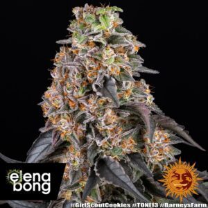 Girl Scout Cookies fem