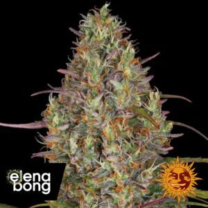 Glue Gelato Auto