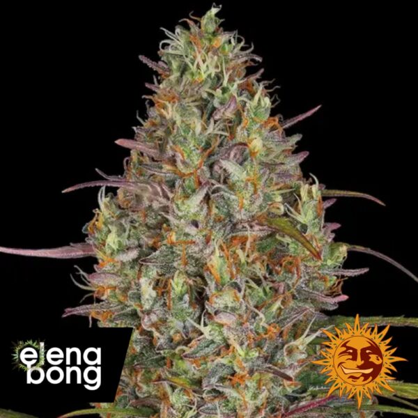 Glue Gelato Auto