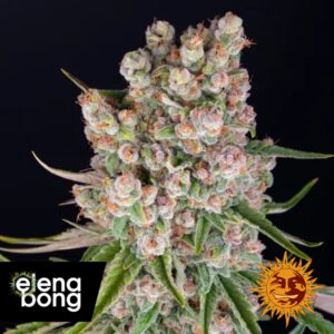 GMO Auto
