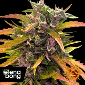 Gorilla Glue Auto