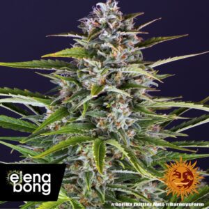 GORILLA ZKITTLEZ AUTO