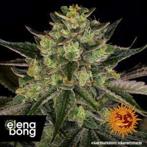Gorilla Zkittlez fem