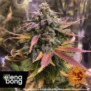 Laughing Buddha fem