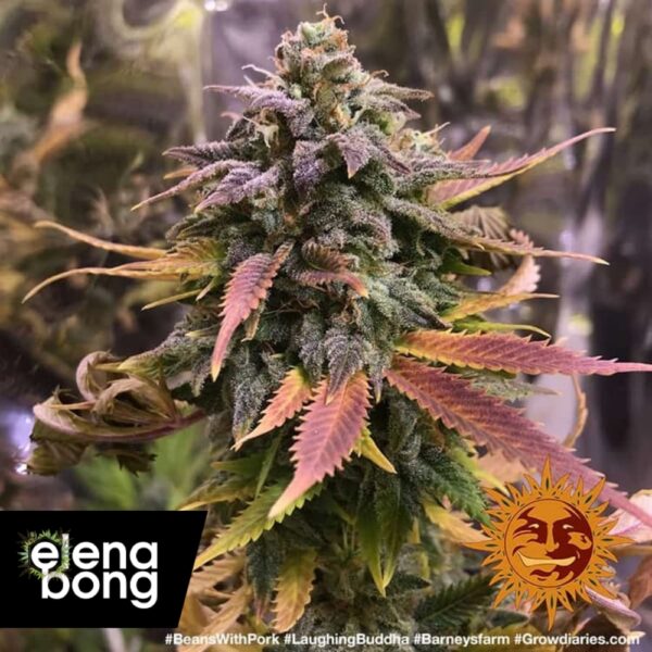 Laughing Buddha fem