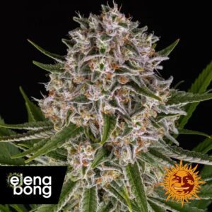 Auto Lemon Haze