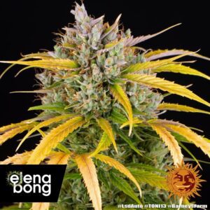 LSD Auto