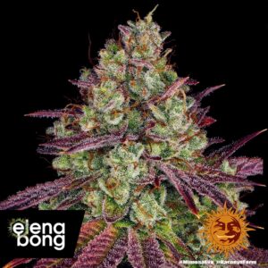 Mimosa Evo fem