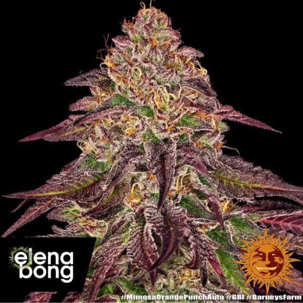 Auto Mimosa X Orange Punch (Barney’s Farm)