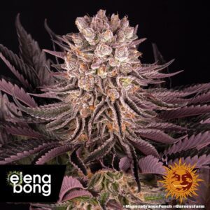 Mimosa x Orange Punch fem
