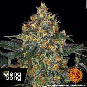 Moby Dick Auto