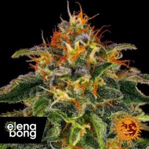 Moby Dick fem