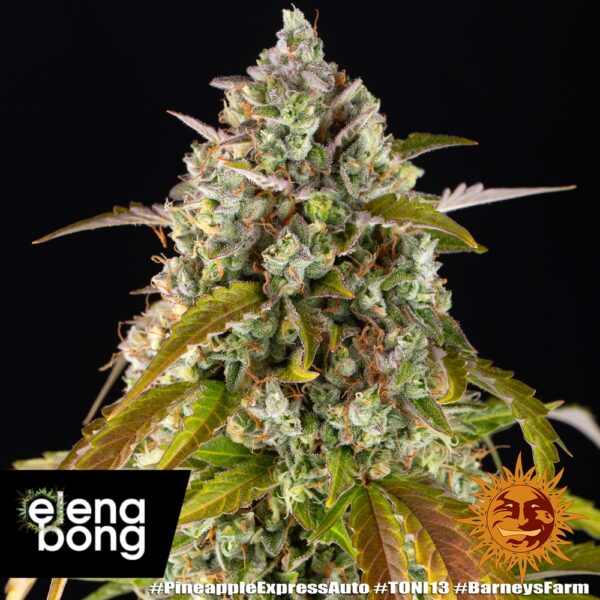 Pineapple Express Auto