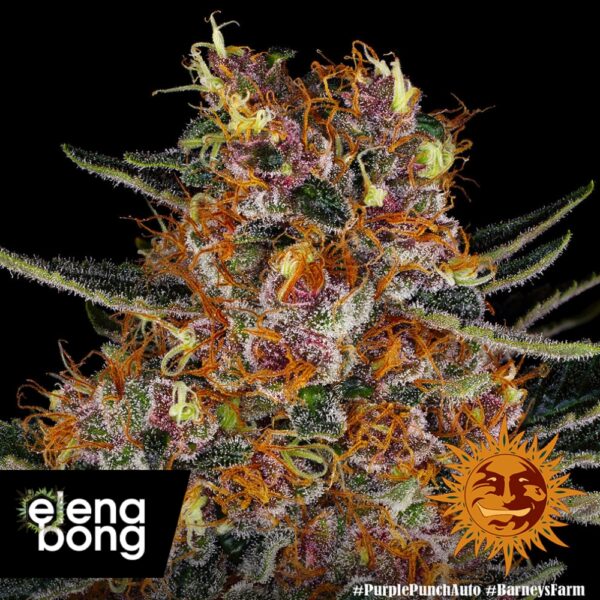 Purple Punch Auto