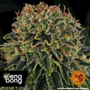 Skywalker OG Auto