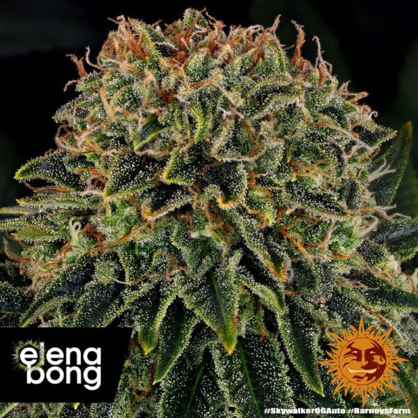 Skywalker OG Auto