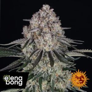 Sour Diesel Auto