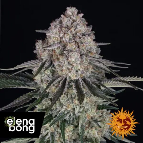 Sour Diesel Auto