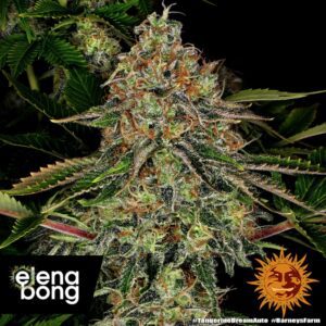 Tangerine Dream Auto