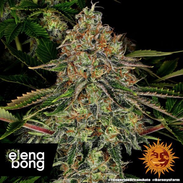 Tangerine Dream Auto