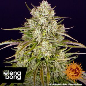 Wedding Cake Auto