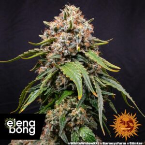 White Widow XXL Auto