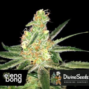 Auto Afghan Bullet