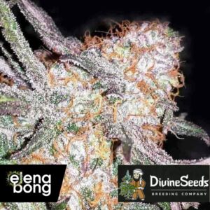 Afghan Original Fem