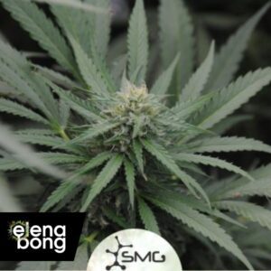 Amnesia Lemon