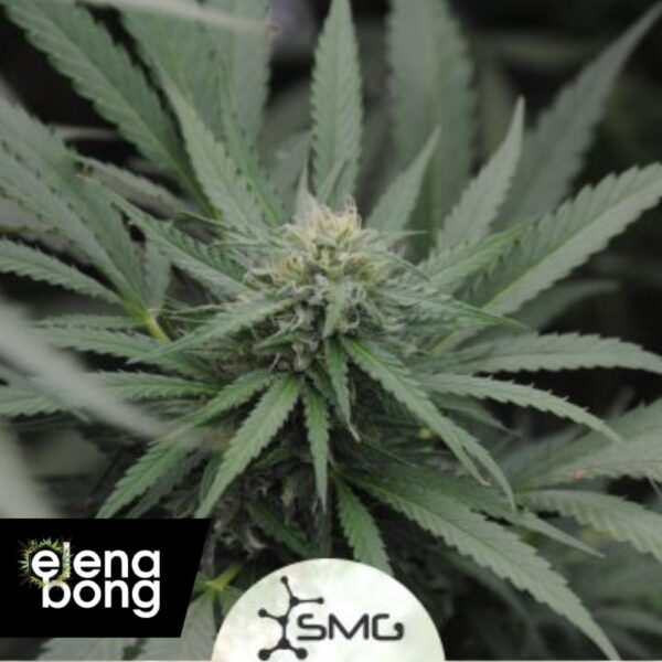 Amnesia Lemon