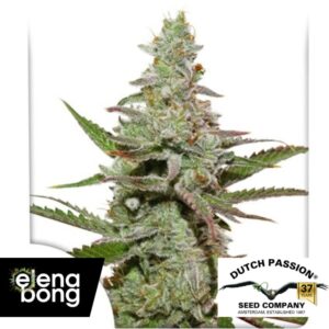Amsterdam Amnesia Fem