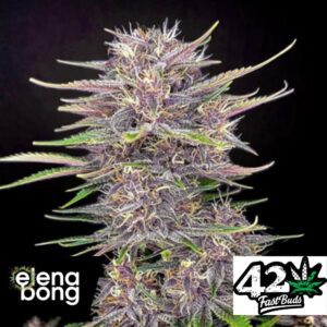 Auto Banana Purple Punch