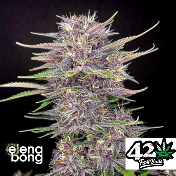 Auto Banana Purple Punch
