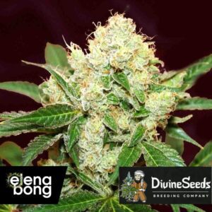 Auto Big Demon