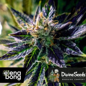 Auto Black Opium