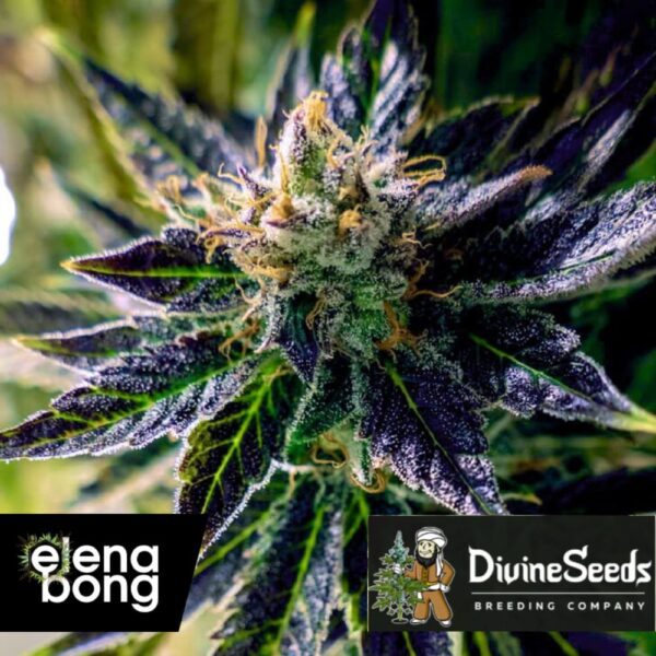 Auto Black Opium