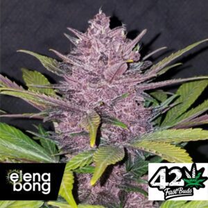 Auto Blackberry