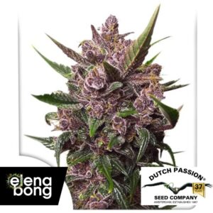 Auto Blackberry Kush