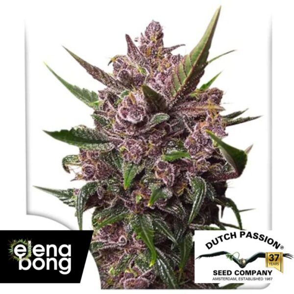 Auto Blackberry Kush